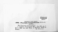 Puccinia compositarum image